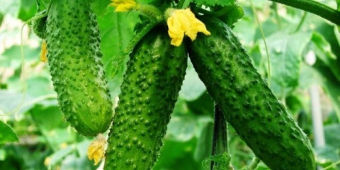 Soda protiv lisnih uši na krastavcima: kako primijeniti, kako prskati od štetočina i bolesti